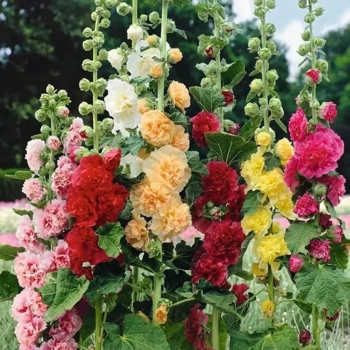 Imported Hollyhock Seeds	(Pack of 2)
