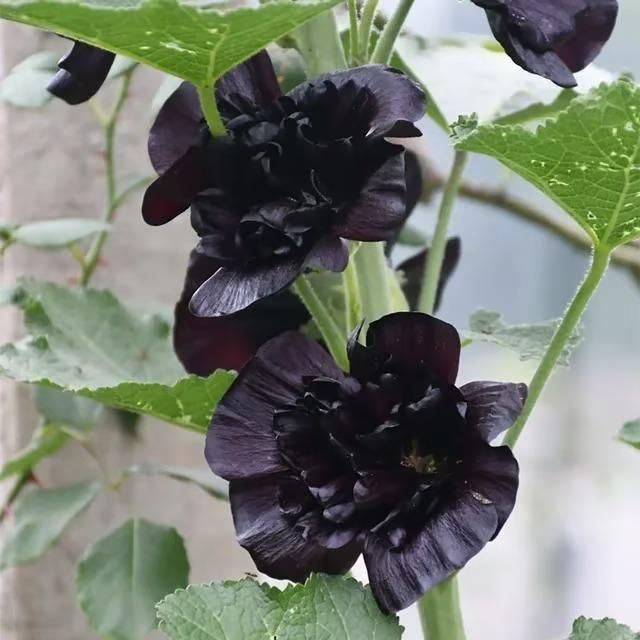 Imported Hollyhock Seeds	(Pack of 2)