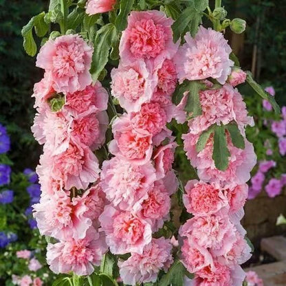 Imported Hollyhock Seeds	(Pack of 2)